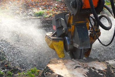 stobbefrees martens oudenbosch