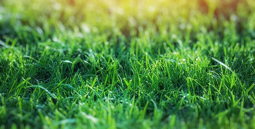 Martens Grasvelden uitgelicht